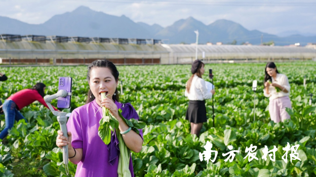 百千主播走進(jìn)基地賣連州菜心,。