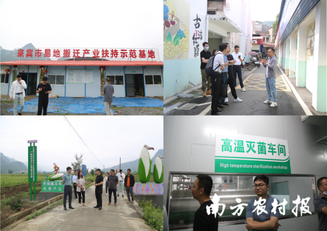 粤桂两地围绕玉米产业深入忻城企业、工厂、示范基地调研