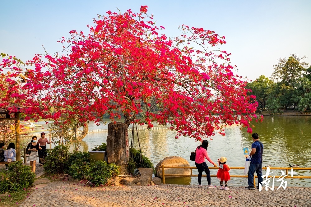 热烈绽放的簕杜鹃，宜居温暖的侨都江门。江门城管供图
