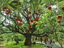 农业农村部推广高州经验丨速览《南方日报·高州视窗》129期