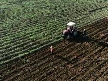 韶关浈江东山蜜薯喜丰收，带来“甜蜜”收益