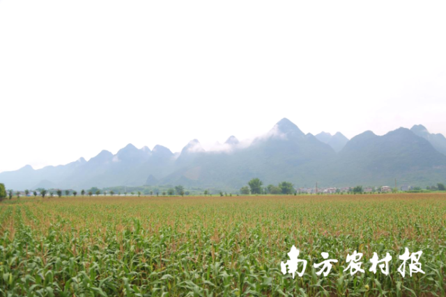 忻城县粤桂协作特优区糯玉米示范种植基地。