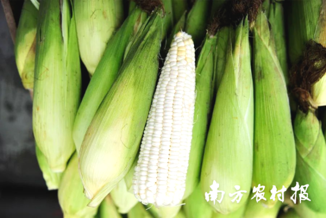 忻城糯玉米。