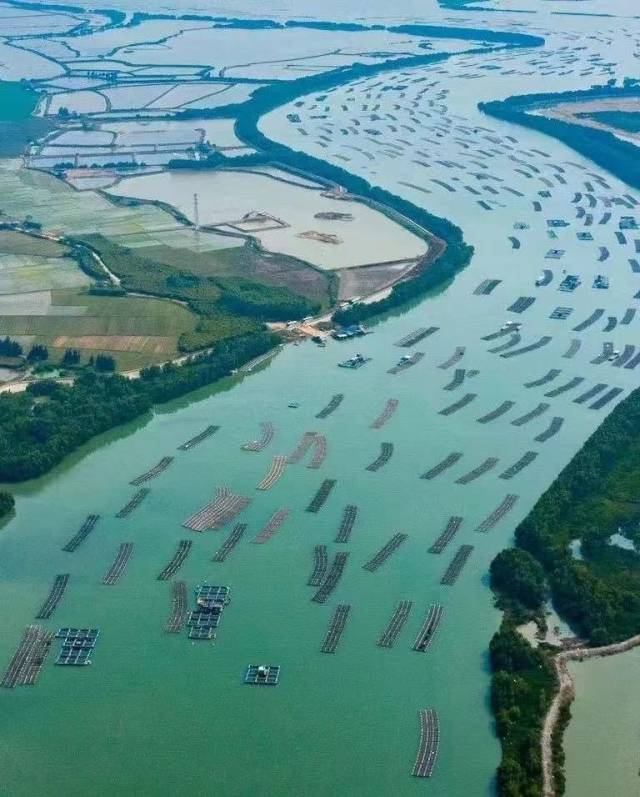 从空中俯瞰，分布在湛江港湾中的蚝排蔚为壮观。