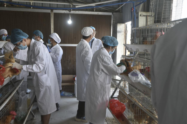 专家团队到怀乡鸡国家级保种场养殖基地进行样品采集。