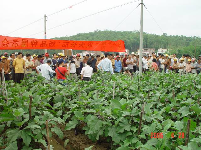 蔬菜所茄果类育种团队到地方推广茄子新品种。