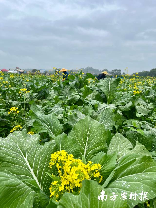 眼下正是采收增城迟菜心的旺季 