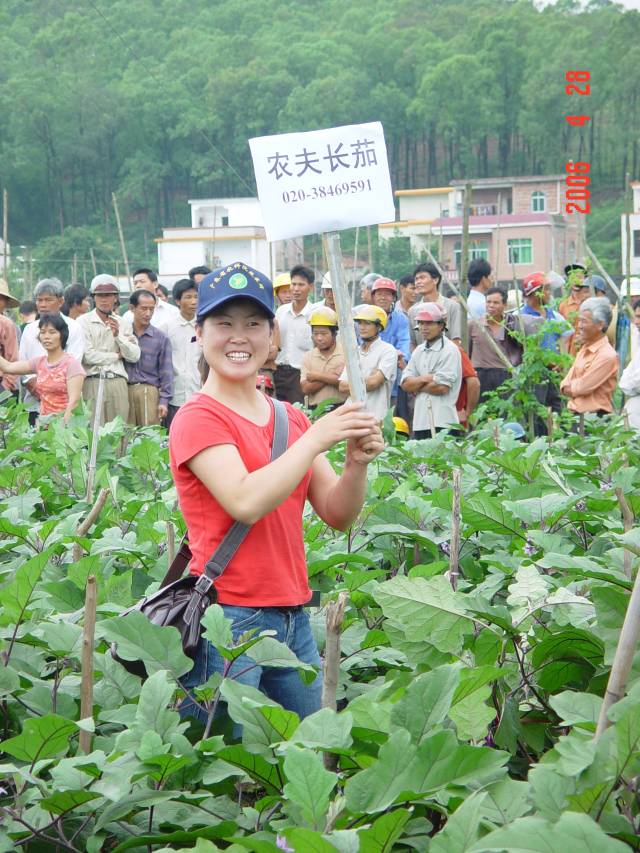 蔬菜所茄果类研究团队研究员孙保娟刚入职时在田间推广“农夫”长茄。