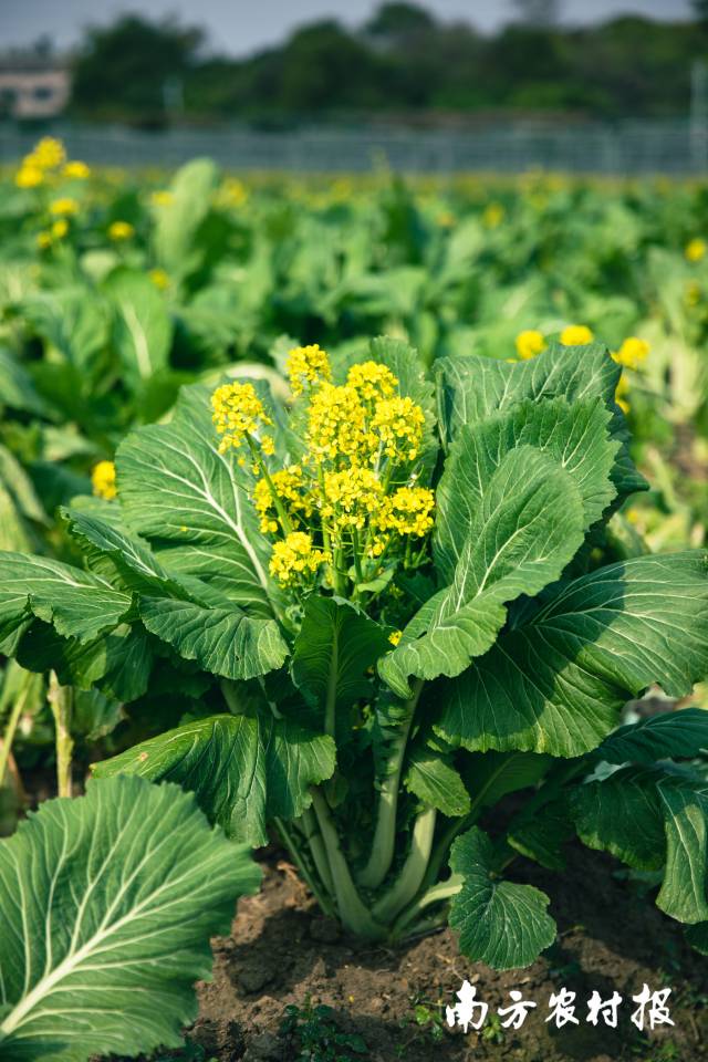 增城迟菜心是广州市增城区的一颗“产业菜” 