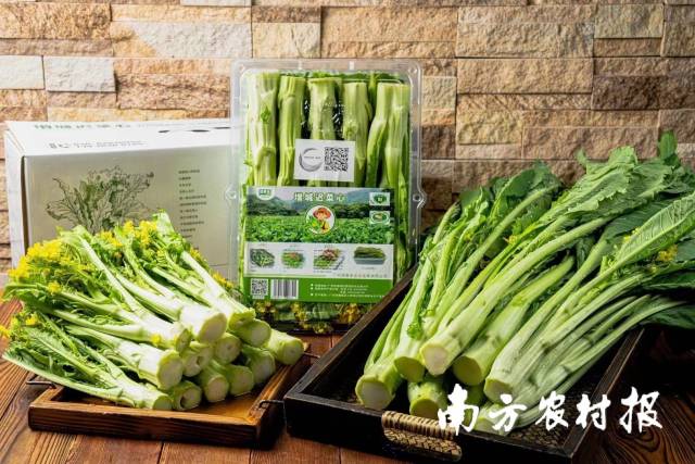 增城迟菜心以清甜爽脆享有“菜品之冠”“蔬菜之王”美誉 
