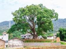 浈江花坪镇奎塘村：内外兼修助力乡村美丽蝶变