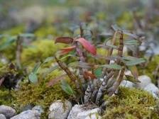 韶关武江江湾镇：石头“开花”也“生财”