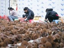 组图｜产业帮扶造血，梅县区畲江镇鸡肉菌“出山入湾”