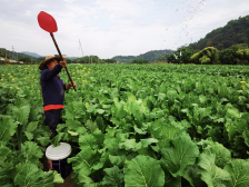 上了热搜的增城迟菜心｜海风