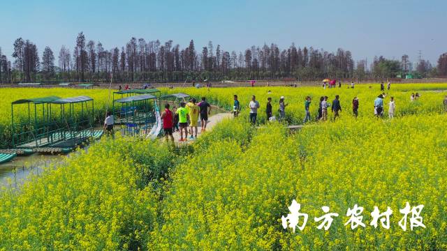 江海区都市农业生态公园油菜花盛开，吸引众多游客入园打卡。 付师华 摄