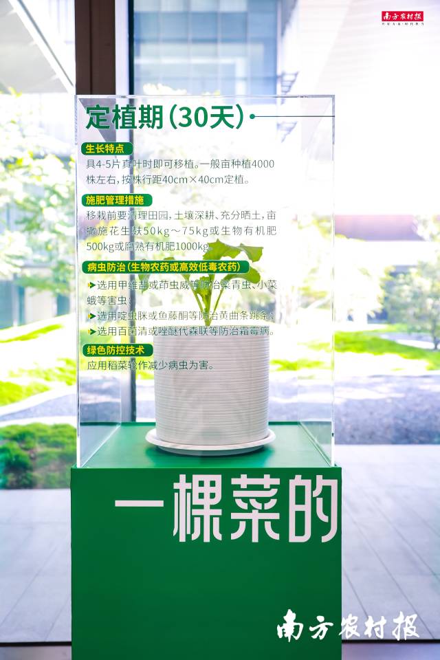 “一棵菜的故事”增城迟菜心全生长周期展。