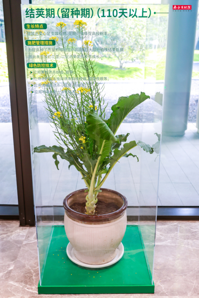 增城迟菜心结荚期：增城迟菜心是虫媒植物，花期可放蜂提高授粉率。