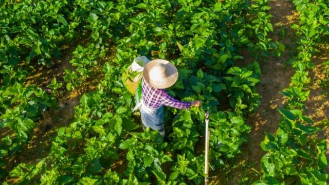 进驻两年，广州番禺驻镇帮镇扶村工作队为五华梅林镇干成了这些事