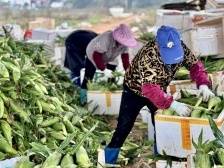 浈江花坪镇花坪村：“百千万工程”绘就美丽乡村新画卷