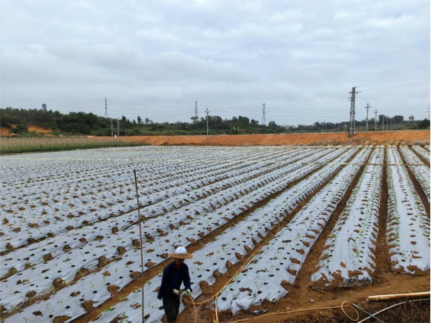 罗村种子示范园。