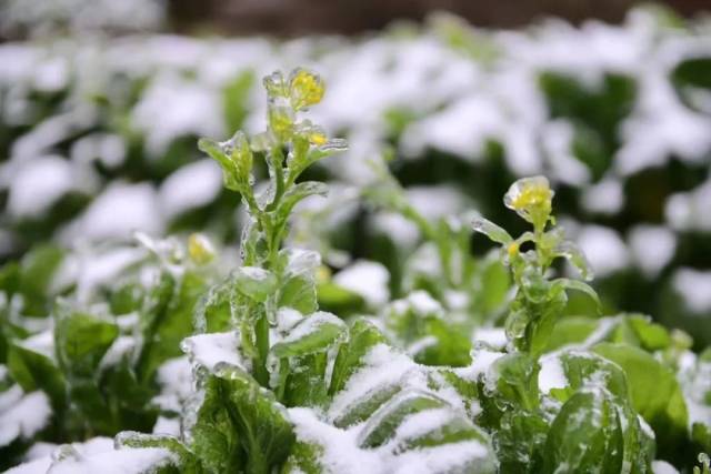 凌霜而长的连州菜心变得愈加清甜。