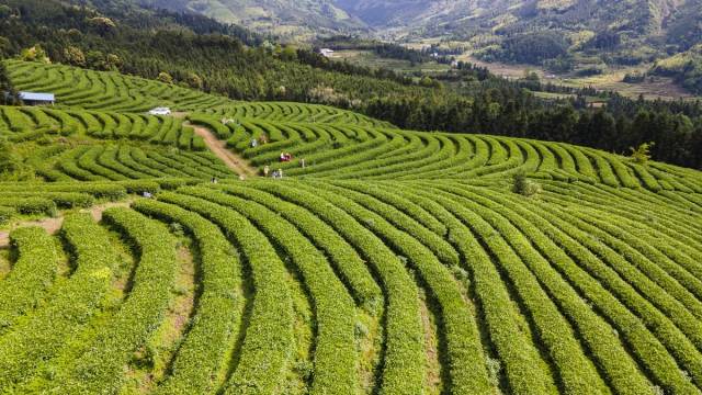 大源鎮(zhèn)發(fā)揮生態(tài)優(yōu)勢,，推動茶葉產(chǎn)業(yè)提質(zhì)增效，打造綠色支柱產(chǎn)業(yè),。