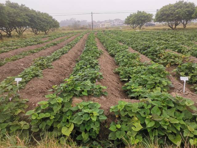 茹嘉励培育的红薯品种。
