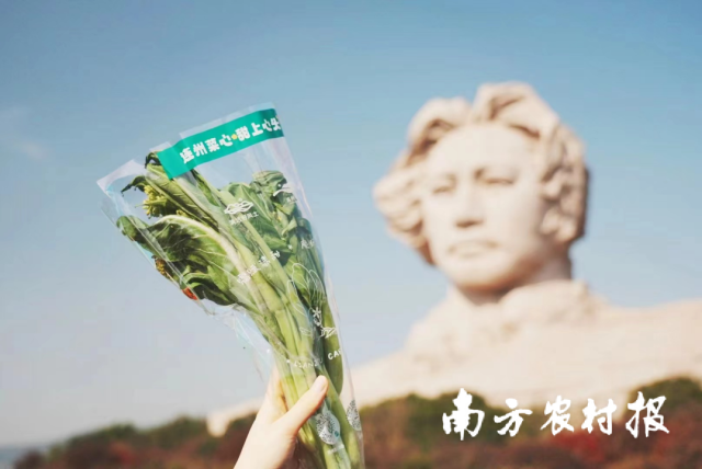 连州菜心走进橘子洲头景区打卡