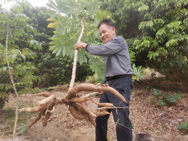 茹嘉励带头种植木薯。