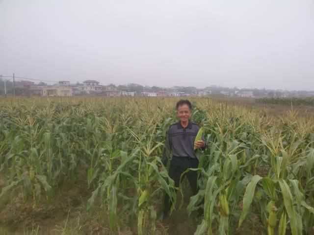 茹嘉励与他所培养的甜玉米品种。