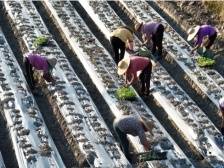 韶关武江：一棵西兰花 出国门闯四方