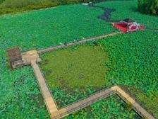 广州南沙：推进城乡融合发展，深化“百企兴百村”