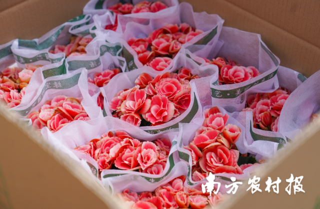 包装好的海棠花。