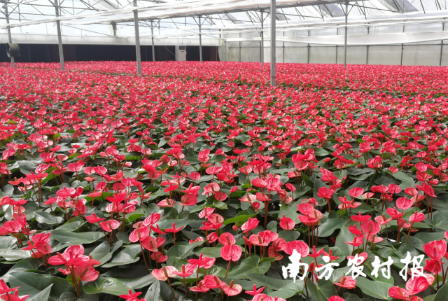 2024年广州花卉藏宝图将重磅发布！12月28日“香”聚从化