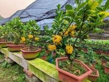 韶关浈江这个村“荒山育金，佛手飘香”