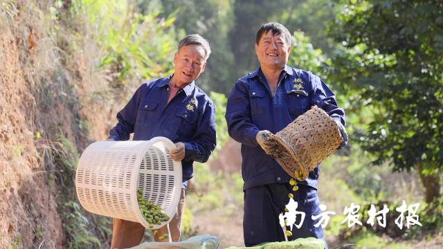 “小橄榄”成为潮州市潮安区文祠镇富民兴村大产业