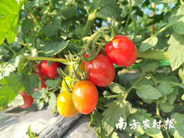 红彤彤的樱桃番茄在翠绿的藤叶间若隐若现