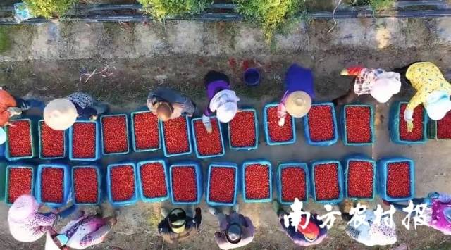 茂名市电白区288国道两侧樱桃番茄地旁