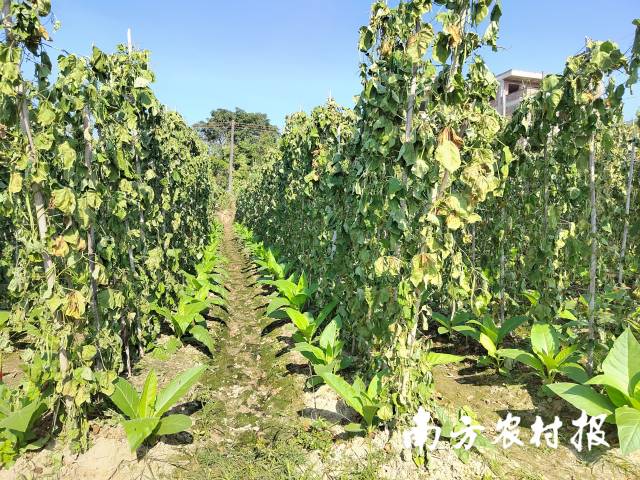 烤烟-菜豆套种模式