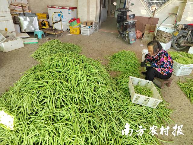 菜豆分拣包装