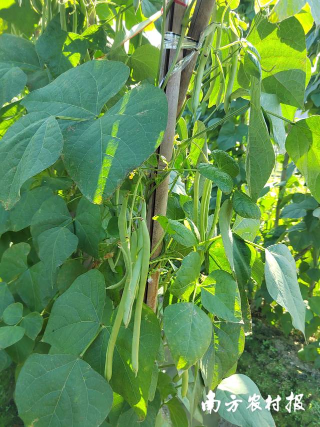 绿油油的菜豆，长势喜人 