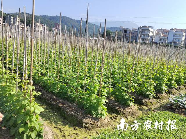 泗水镇连片菜豆种植田