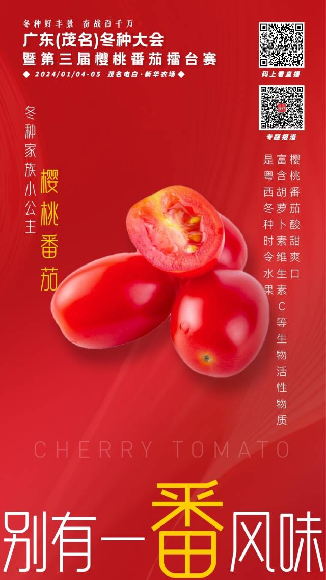 冬种家族小公主——樱桃番茄