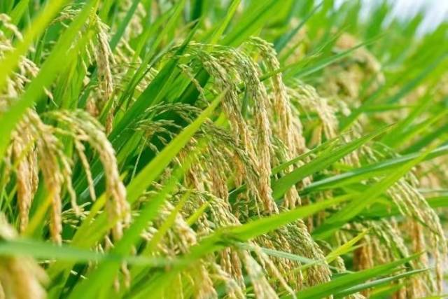 南方农村报 惠婷婷 拍摄