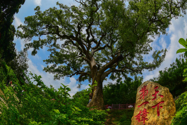 天下第一樟 苏华康/摄