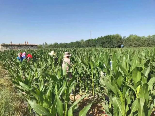 今年夏天，甘肃的河西走廊某基地进行制种玉米人工去雄。