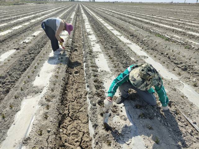 今年五月初，新疆焉耆盆地遭遇罕见暴雪，当地辣椒种植户正在对辣椒进行抢救。