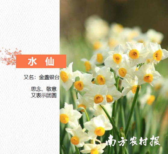 2024年“广州十大年宵花优品”——水仙