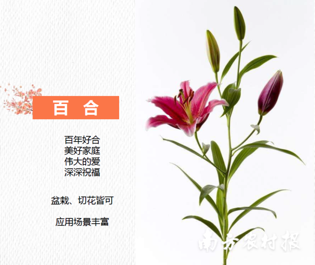 2024年“广州十大年宵花优品”——百合