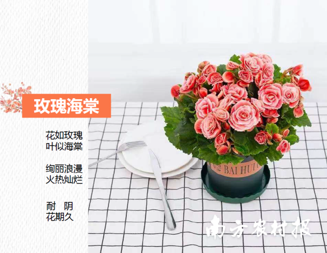 2024年“广州十大年宵花优品”——玫瑰海棠 